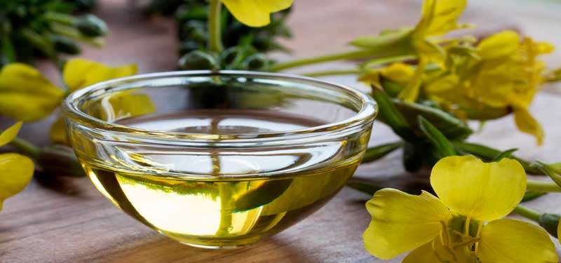 Evening primrose oil, properties and benefits